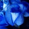 purplecandy26